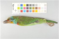 藏品(五色鳥)的圖片